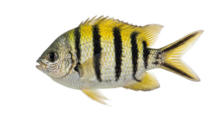 Striking Sergeant Major fish with bold yellow and black stripes swimming underwater © Sapphire