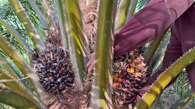 Close-up of a worker's hands pulling out a freshly cut, ripe oil palm fruit bunch hidden between the thorny fronds of a palm tree.
