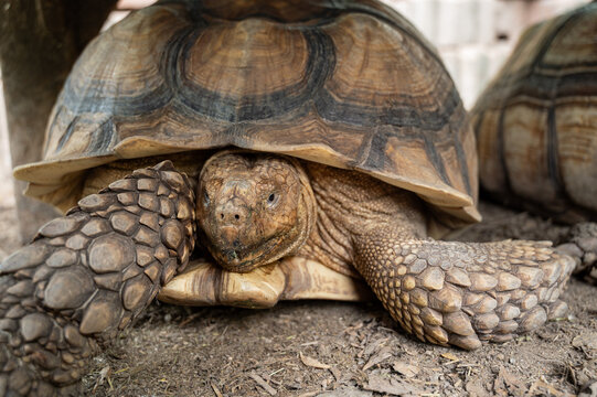 Sucata tortoise on the ground, closeup, animal
