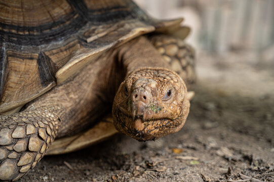 Sucata tortoise on the ground, closeup, animal
