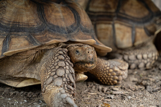 Sucata tortoise on the ground, closeup, animal
