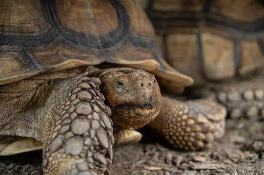 Sucata tortoise on the ground, closeup, animal
