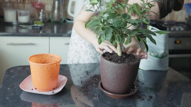 Female gardener checking green plant after transplantation process