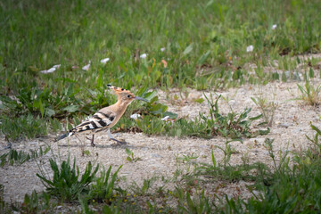 Eurasian hoopoe walking on sandy ground among green grass © Zentofoto
