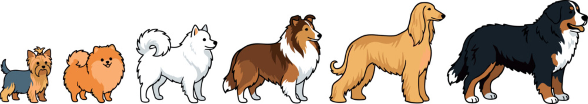 Diverse Dog Breed Character Set Featuring Yorkshire Terrier Pomeranian Samoyed Shetland Sheepdog Afghan Hound and Bernese Mountain Dog Vectors Organized by Size