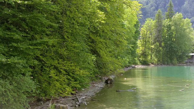 Blick auf das Ufer am Kochelsee, Alpenvorland, Blaues Land, Kochel, Oberbayern, Bayern, Deutschland