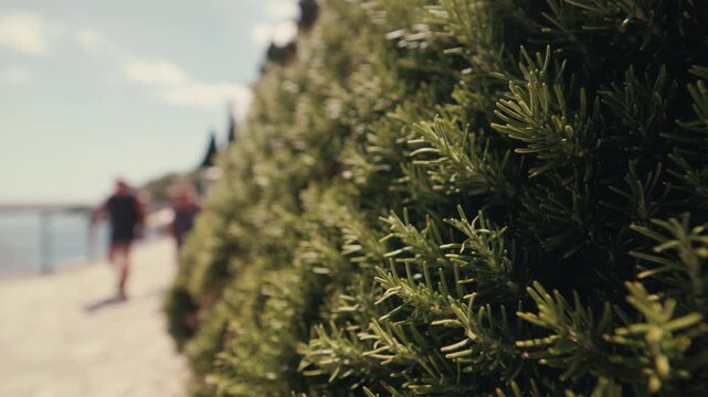 Close up view of a rosemary shrub beside the Lungomare seaside promenade in Opatija Croatia with a blurred waterfront background.