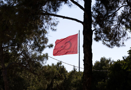 National red Turkish flag with crescent and star waving on a high flagpole framed by dark green pine tree branches under a clear sky.