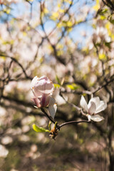 Close up of tender pink magnolia bud blooming on branch with blurred background. © Olga