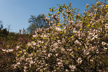 Beautiful blooming magnolia trees with pink flowers in public park under blue sky. © Olga