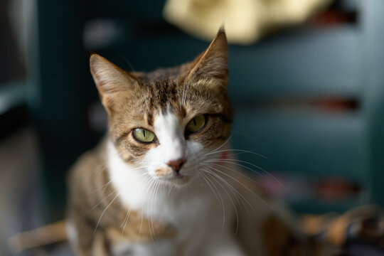 Close-up portrait of a brown and white cat gazing at the camera in soft indoor light, capturing its attentive expression and curious feline personality.