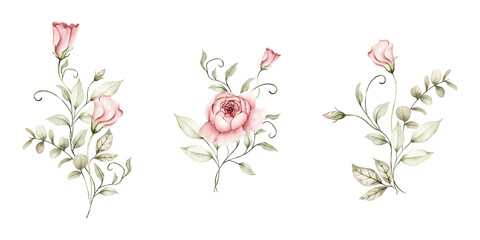 Watercolor elegant rose bouquets on stem set on transparent background PNG, blush pink roses with eucalyptus greenery botanical elements clipart, for wedding invitations © Carol Lozove