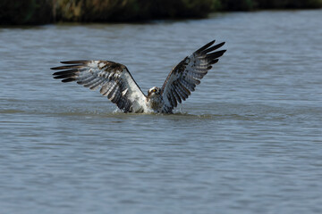 Naklejka premium Osprey catching a fish in an estuary in southern Spain in the last light of the afternoon