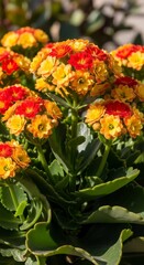 Fototapeta premium Vibrant Kalanchoe Blossoms - A Burst of Color in Full Bloom.