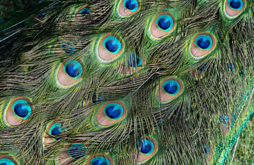 Peacock feather pattern, bright green - blue bird tail texture © artemstepanov