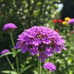 Obraz premium Vibrant Purple Verbena Bonariensis Blooms in a Lush Garden Setting.
