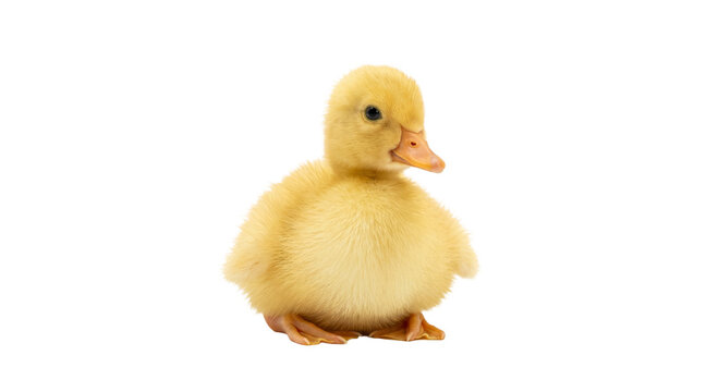 Adorable fluffy yellow duckling sitting and looking to the side on a white background