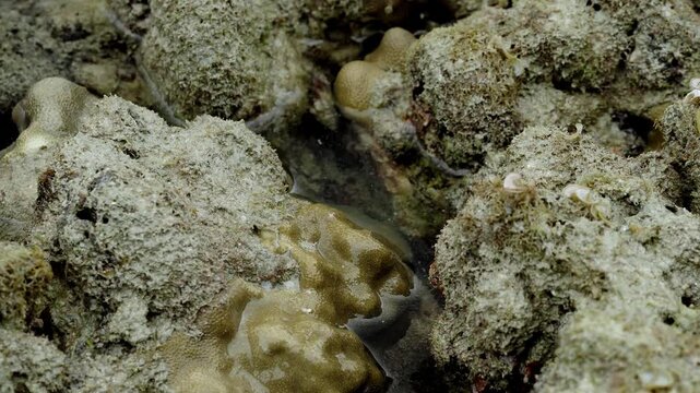 Camouflaged Cephalopod Hiding Beneath Coastal Rocks
