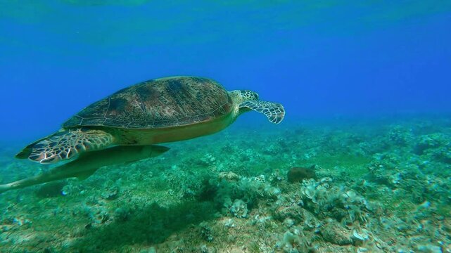 Sea Turtle Swimming with Remora Fish Over Coral Reef