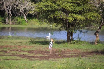 Painted Stork and Pelicans in a Natural Wetland Landscape With Trees © Bossa Art