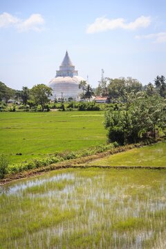 Peaceful White Stupa Amidst Lush Paddy Fields in Sri Lanka