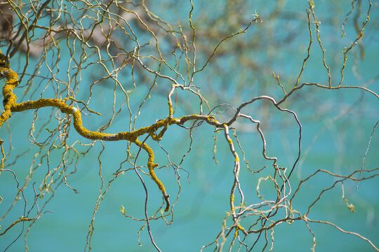 Gnarled tree branch against turquoise water near Castelferrus - France