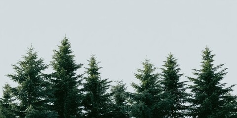 Fototapeta premium Row of dark green evergreen trees against a pale sky