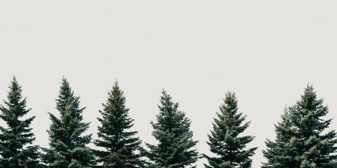 Obraz premium A line of coniferous trees against a pale, overcast sky