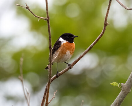 stonechat perching on a branch with a faded green background