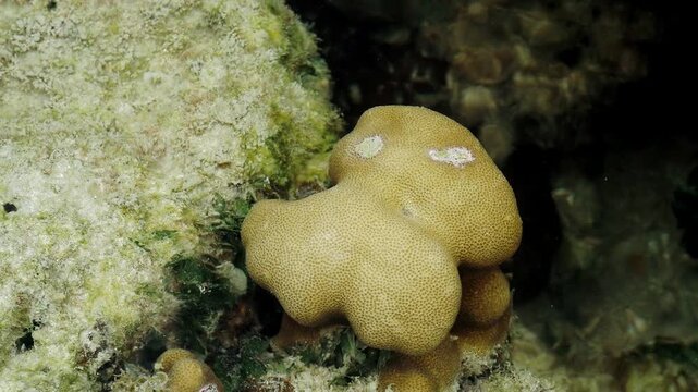 Rounded Hard Coral Colony Growing on Shallow Reef