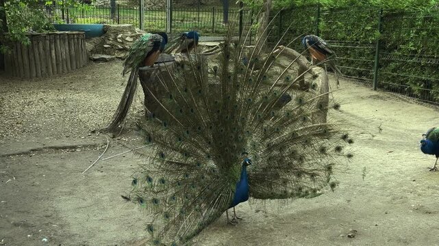 Male peacock displaying full tail fan outdoors in aviary with perched peafowl, eye spotted plumage, rustic perches, compacted ground, and soft natural light, with peacock, feather, plumage, tail