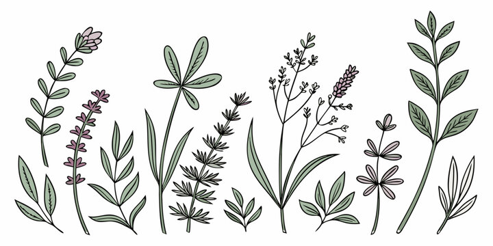 Set of 29 minimalist herbal plant on white background, herbal plants botanical line leaves