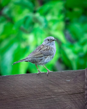 Heckenbraunelle auf dem Holzzaun - der unauff&auml;llige Singvogel