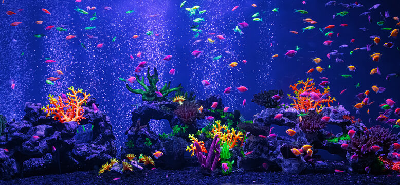 Large school of colorful neon glofish swimming inside fluorescent aquarium