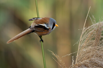 Male Bearded reedling in a wetland in central Spain among bulrush and reed vegetation in the early light of a late spring day © Jesus