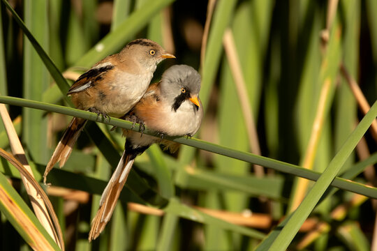 Female Bearded reedling stroking the male's head in a wetland at first light
