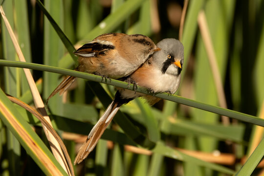 Female Bearded reedling stroking the male's head in a wetland at first light