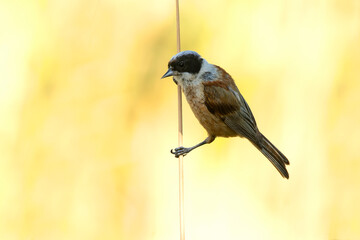Eurasian Penduline Tit in the bulrush and reed vegetation of a wetland at first light © Jesus