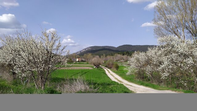 Paisaje con almendros en flor en primavera