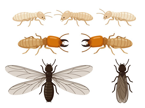 A collection of various termite castes including workers soldiers and winged reproductive alates.