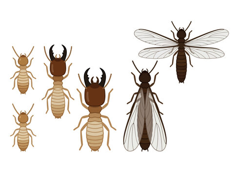 A collection of various termite castes including workers soldiers and winged reproductive adults.