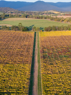 Aerial view of a track down the middle of rows of colourful grapevines on a hillside vineyard