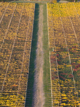 Aerial view of a track down the middle of rows of colourful grapevines on a hillside vineyard