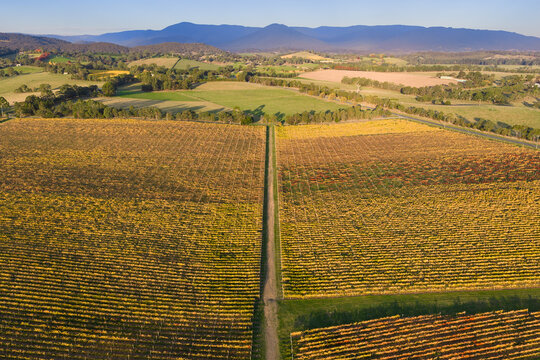 Aerial view of a track down the middle of rows of colourful grapevines on a hillside vineyard