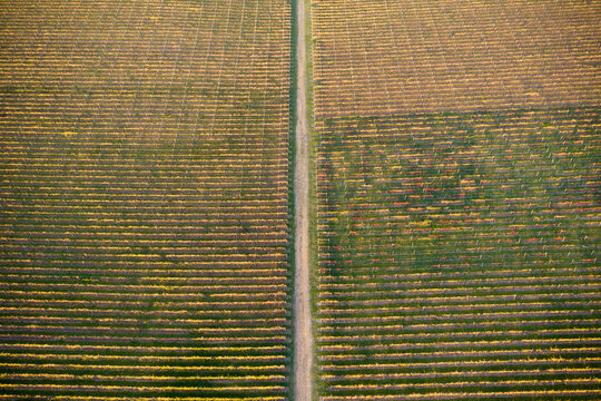 Aerial view of a track down the middle of rows of colourful grapevines on a hillside vineyard