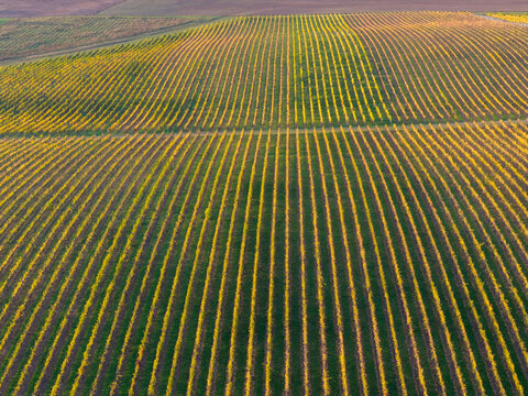 Aerial view of a hillside vineyard with grapevines covered in golden Autumn leaves