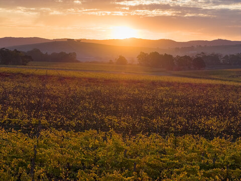 Aerial view of a golden sunset over colourful grapevines in a vineyard
