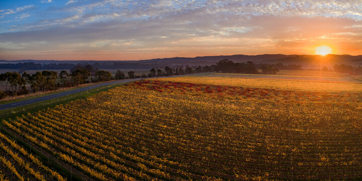 Aerial view of a golden sunset over colourful grapevines in a vineyard