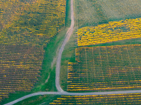 Aerial view of dirt track through grapevines in a colourful hillside vineyard