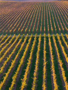 Aerial view over rows of grapevines with golden leaves in a hillside vineyard